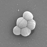 ExoBDNF™, Clinically-Proven Probiotic with Exosome Power