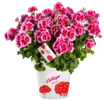 Pelargonium interspecifique Calliope