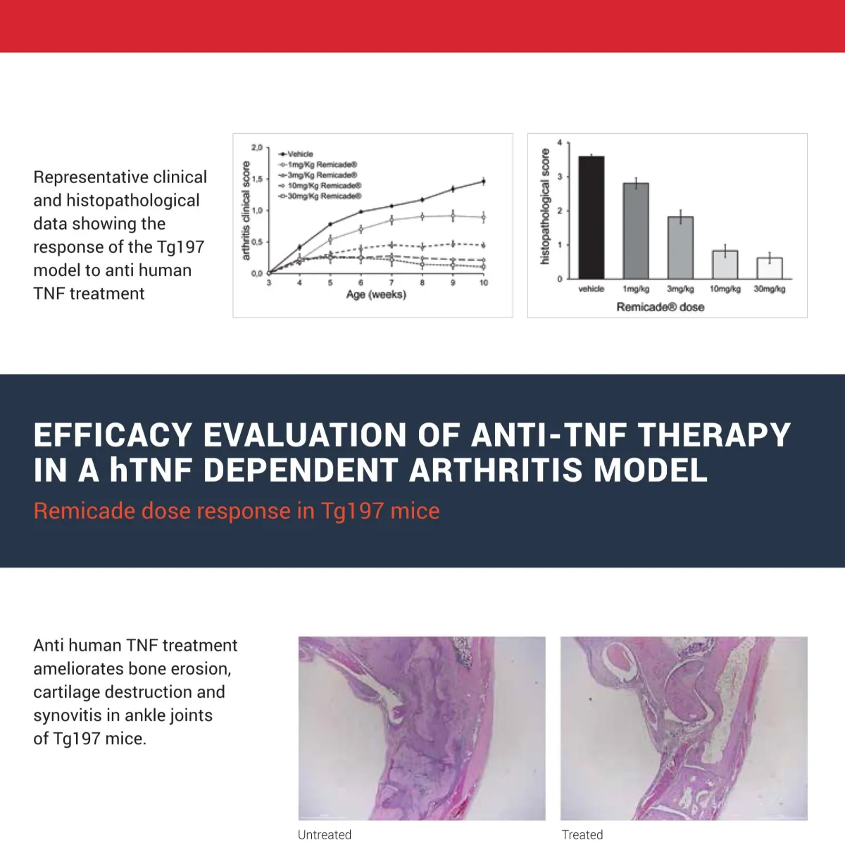 Arthritis preclinical platforms with humanized targets
