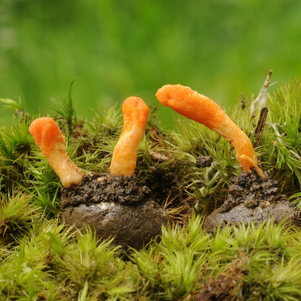 Cordyceps (Cordyceps militaris) Mushroom Mycelium