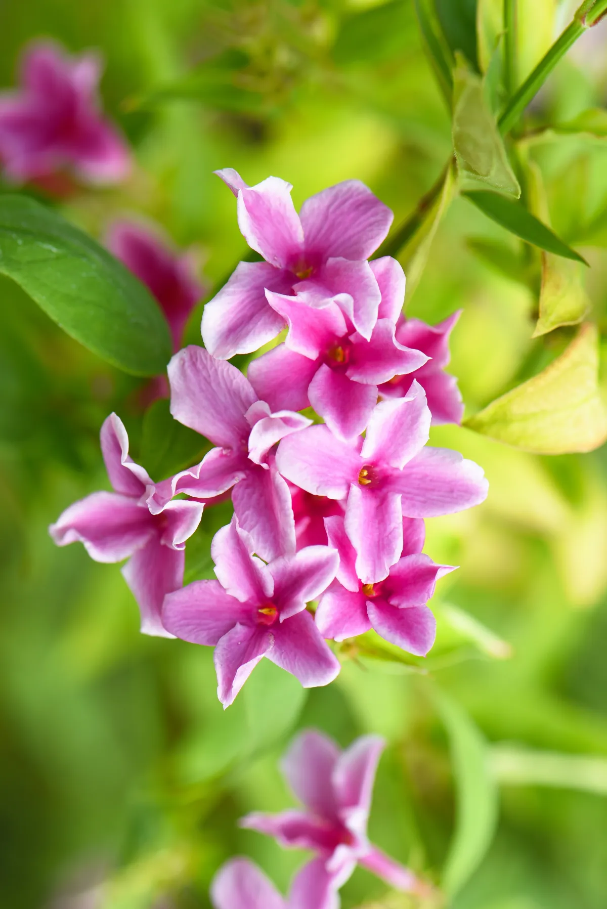 Jasmin Starry® Summer Scent 'Ganmin 1701'