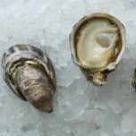 Northern West Coast Oysters