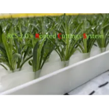 RCS 2.0 - Le système innovant et durable d'enracinement