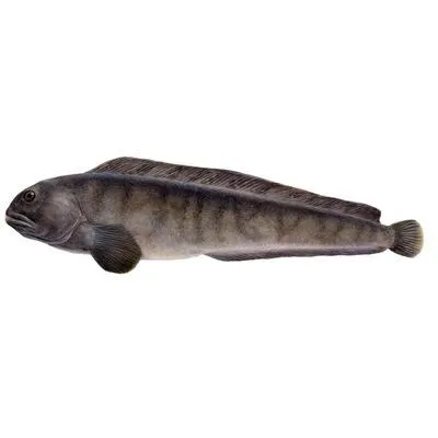 ATLANTIC CATFISH (ANARCHICHAS LUPUS)