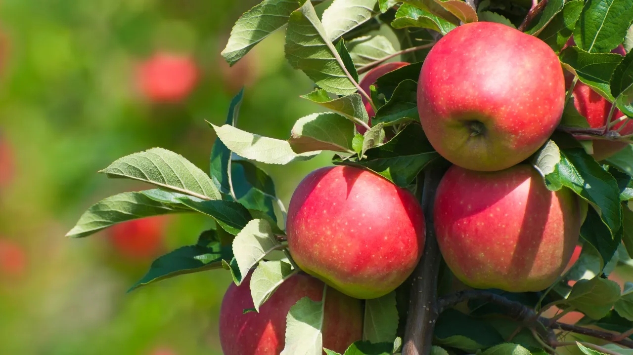 Confusion sexuelle et suivi des vignes : toutes les clés de la réussite