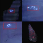 GROUNDBREAKING PARASITE DETECTION