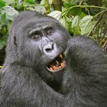 Book the Ultimate Gorilla Trekking Adventure: 5 Days in Bwindi at a Special $2,200 Discount!