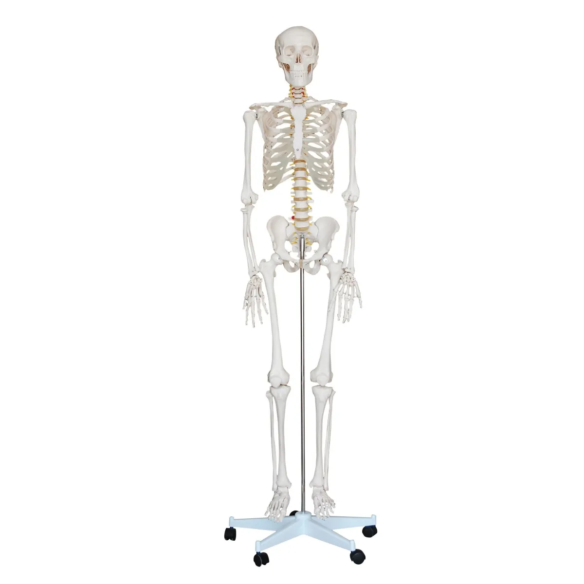 LIFE SIZE SKELETON MODEL 180CM