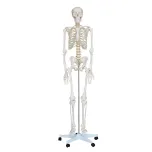 LIFE SIZE SKELETON MODEL 180CM