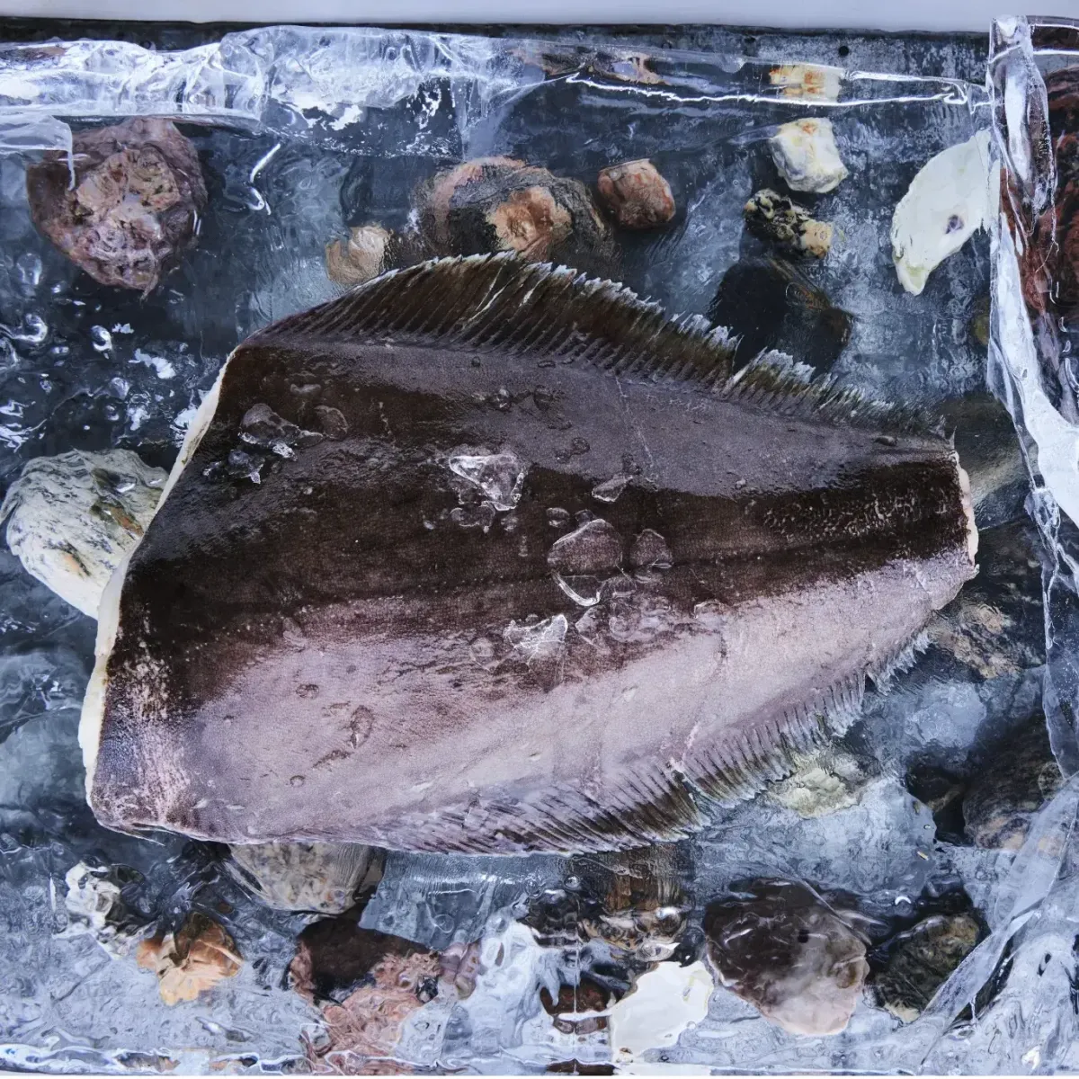 Greenland Halibut (Turbot) - Reinhardtius Hippoglossoides