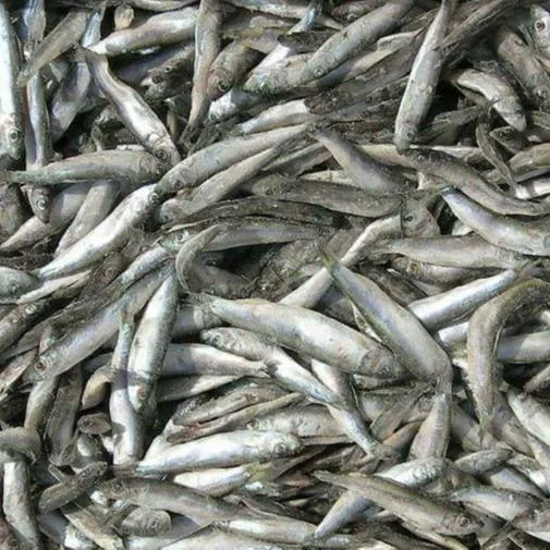 IQF Black Sea Sprats