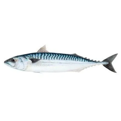 Atlantic Mackerel (Scomber scombrus)