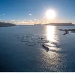 RINKA FAROE ISLAND SALMON