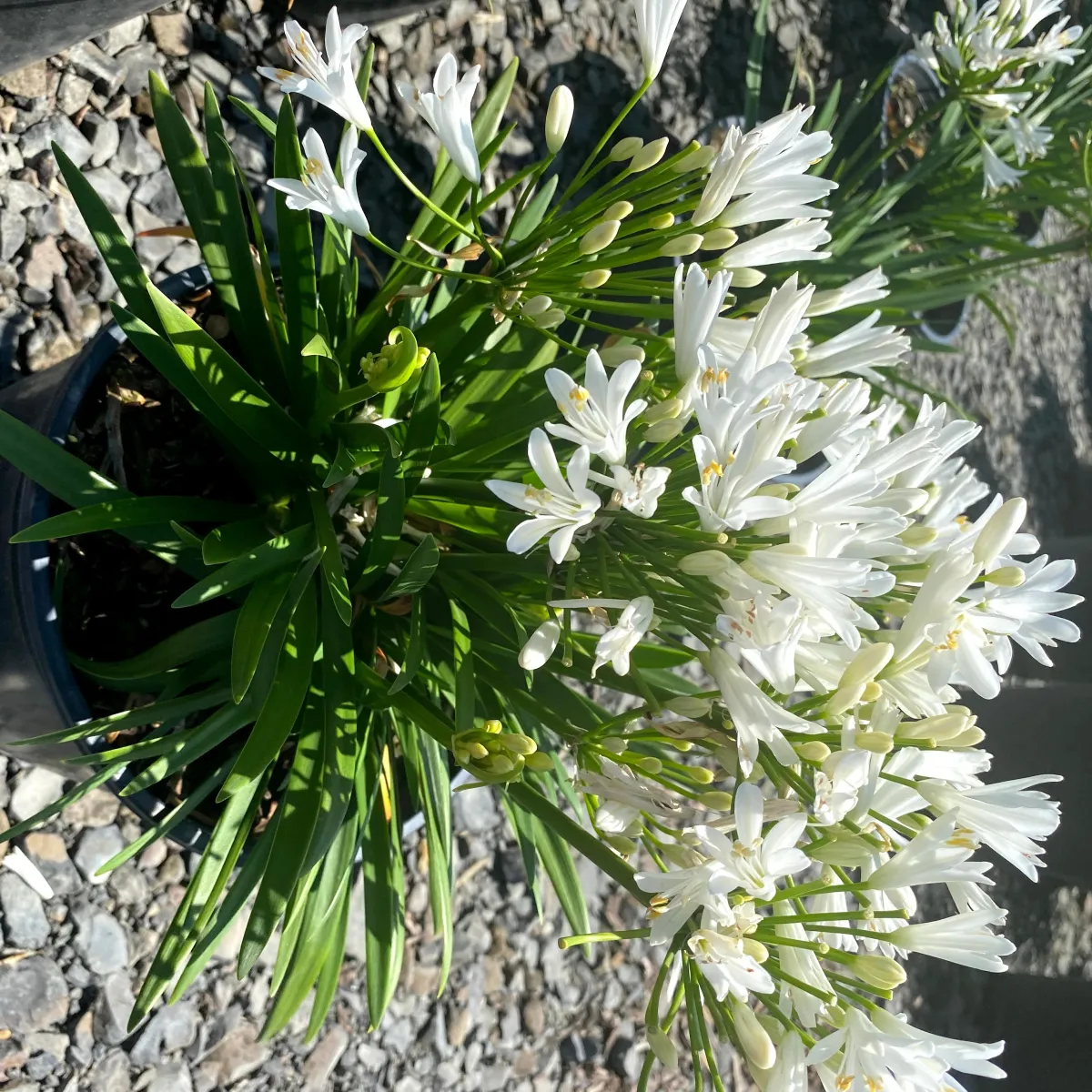 Agapanthus africanus NINA® White ‘MONSAPHO’