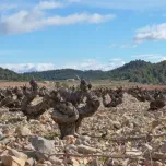 Ucenda Organic Monastrell