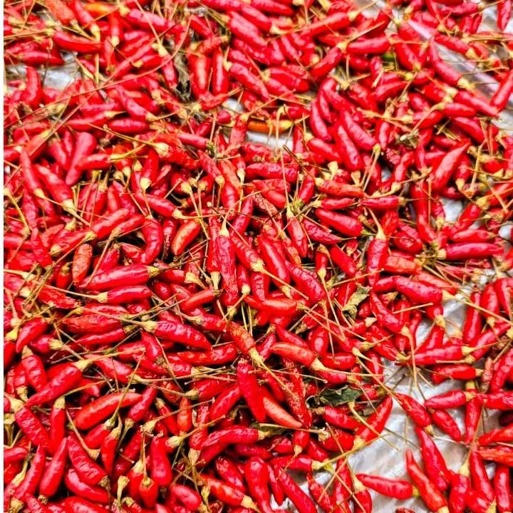 Bird's eye Chili (Capsicum Frutenscens)
