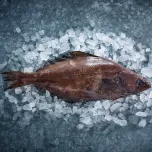 Greenland Halibut