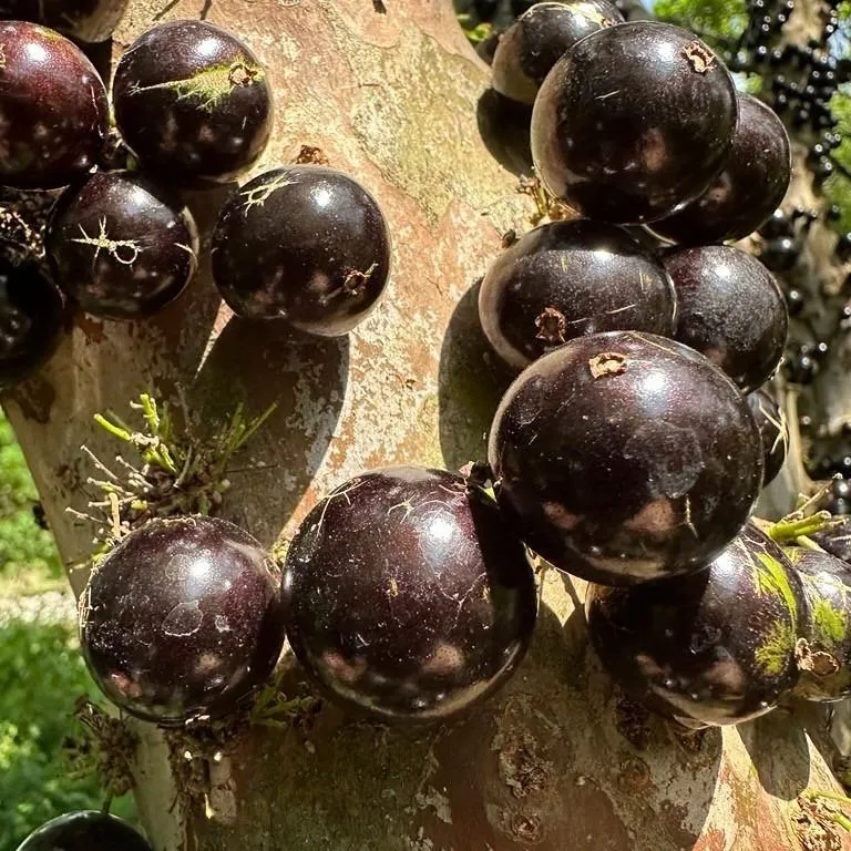 Jabuticaba Powder