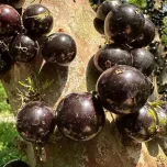 Jabuticaba Powder