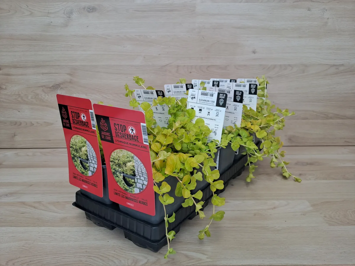 Lysimaque nummulaire