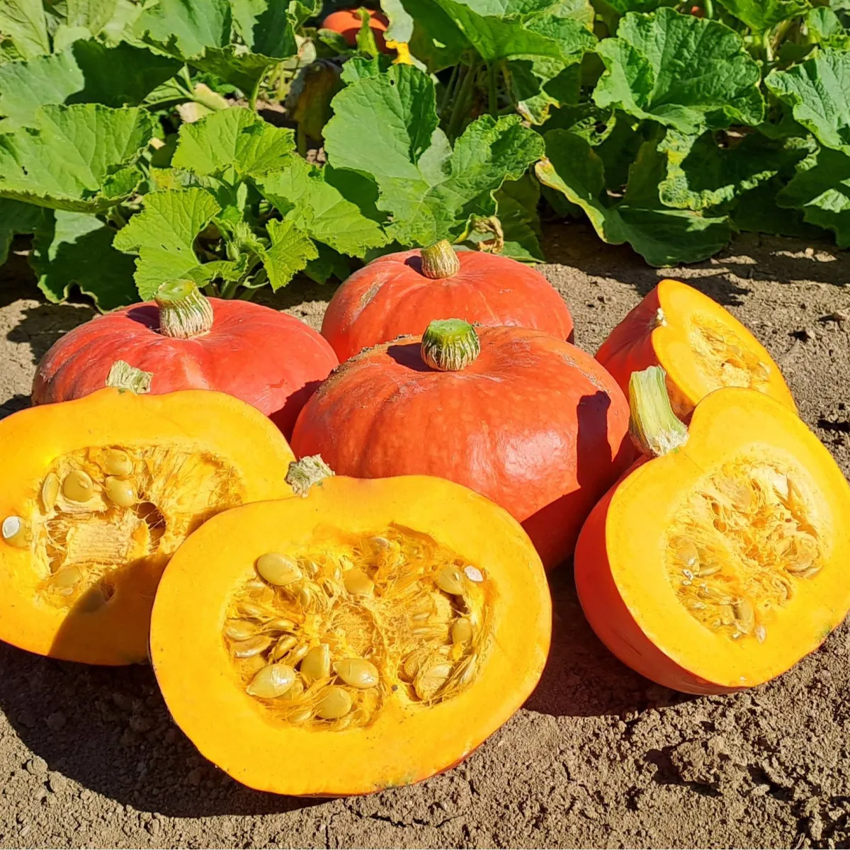 COURGE POTIMARRON FLEXI KURI F1
