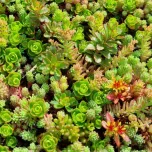 Tapis & Carrés prêts à l'emploi