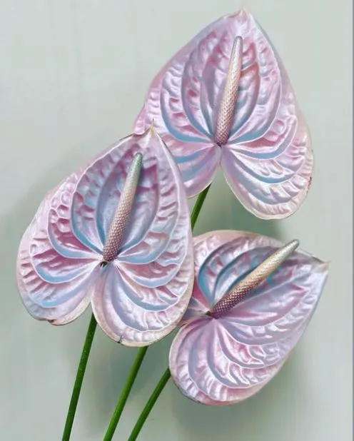Anthurium teinté Fleur coupée