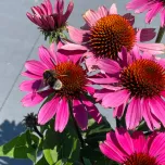 PANAMA™ ROSE | Echinacea