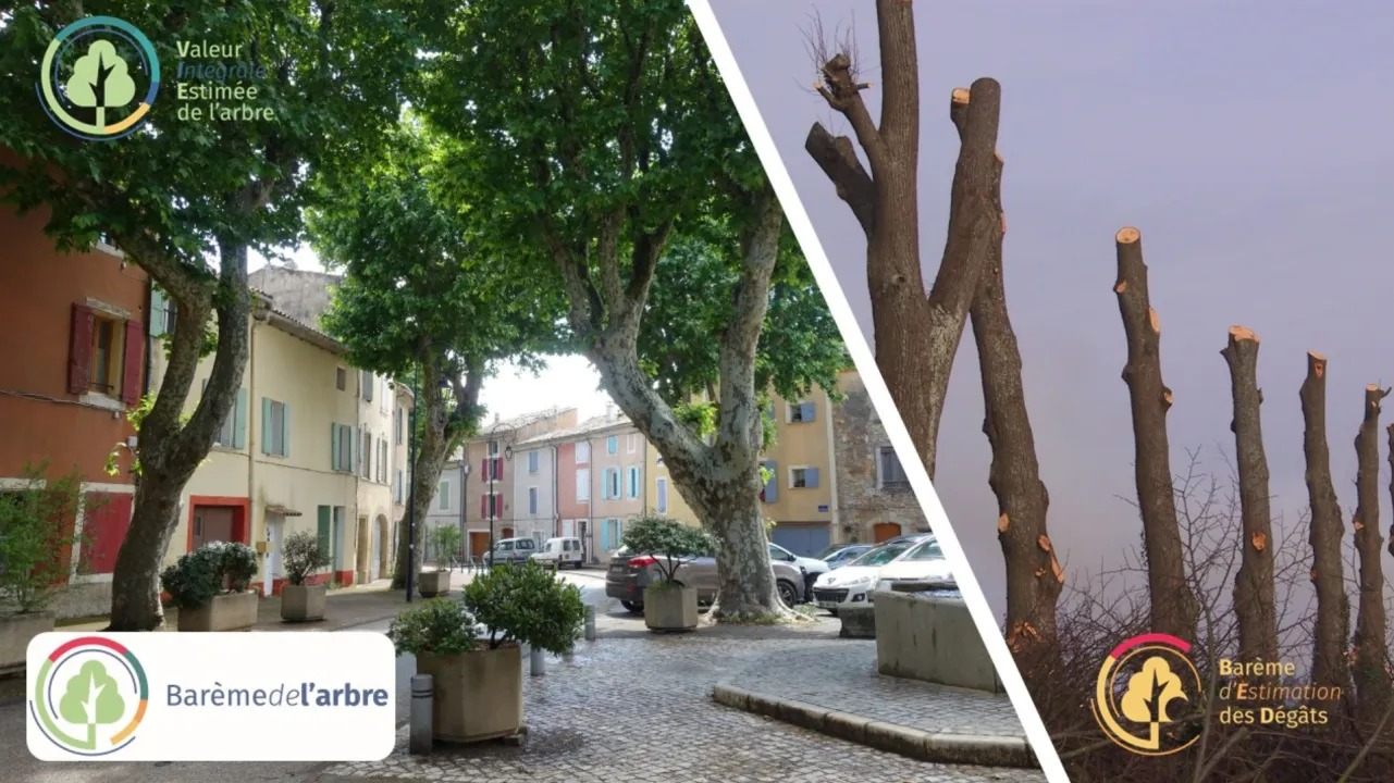 Le Barème de l'arbre VIE/BED : évaluer la valeur d'un arbre, quantifier les dégâts