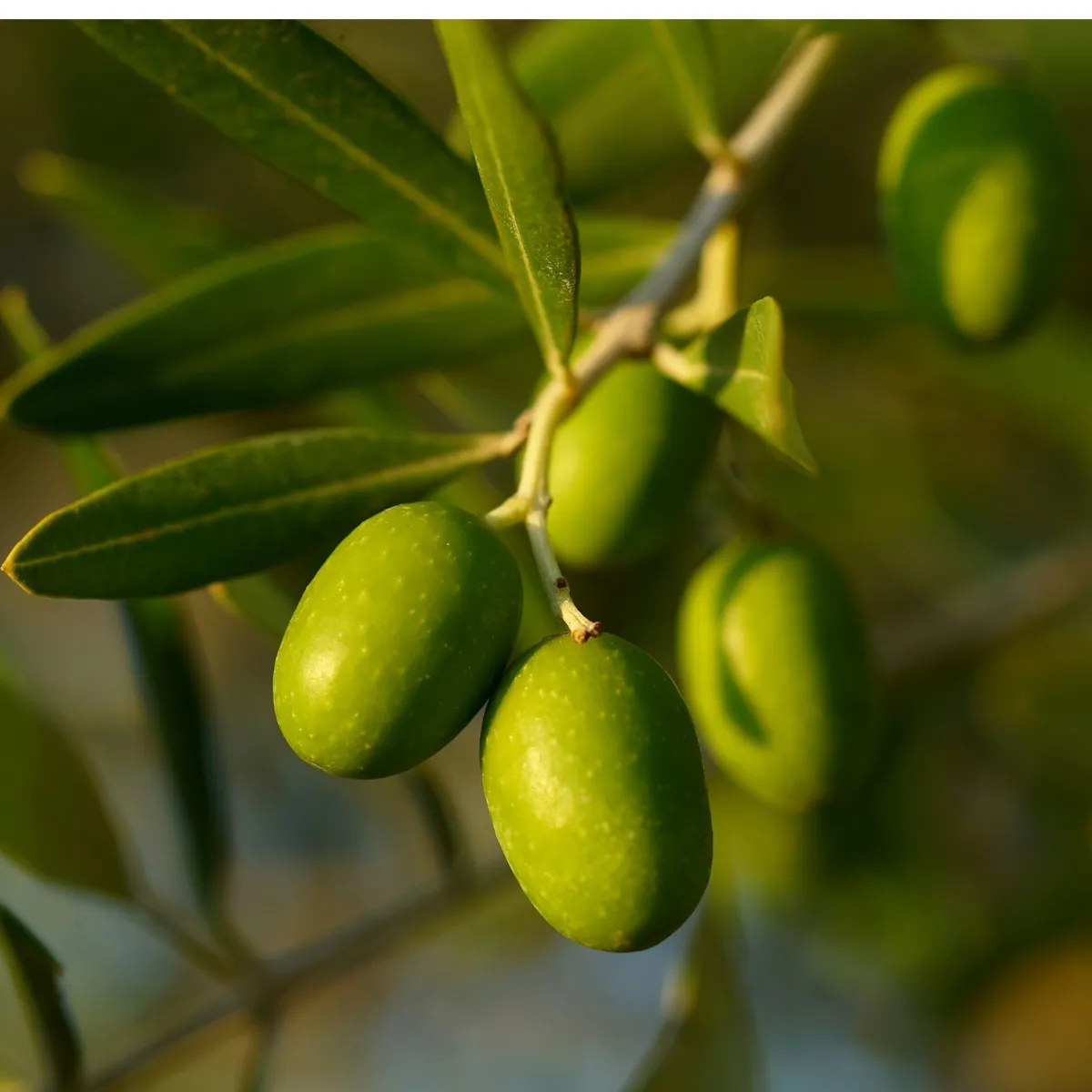 MEDITEANOX®: OLIVE FRUIT EXTRACT
