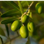 MEDITEANOX®: OLIVE FRUIT EXTRACT