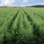 Organic Asparagus Crowns
