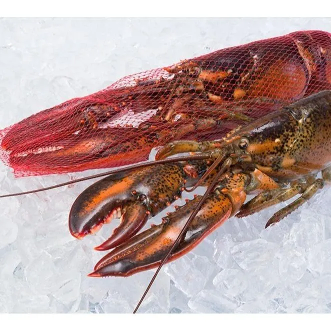 Whole Raw Netted Lobster