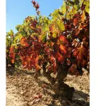 Amona Crianza