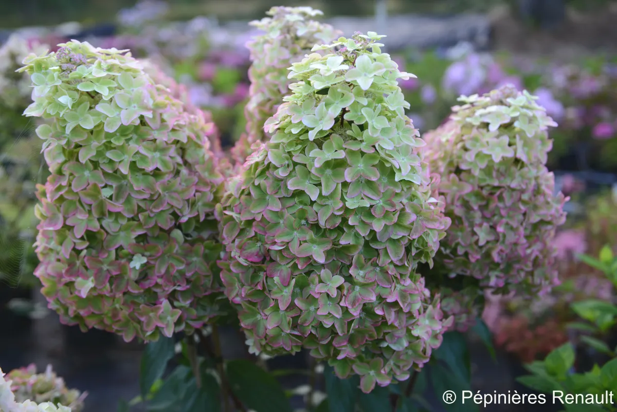 Hydrangea Metalica®
