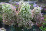 Hydrangea Metalica®