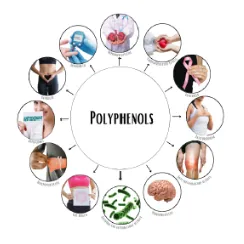 Kariphenol® A NATURAL EXTRACT FOR BODY & MIND