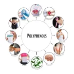 Kariphenol® A NATURAL EXTRACT FOR BODY & MIND