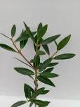 PHILLYREA ANGUSTIFOLIA GREEN QUICK®