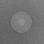 ExoBDNF™, Clinically-Proven Probiotic with Exosome Power