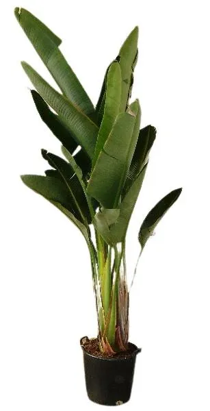 STRELITZIA AUGUSTA C-40 GROUPE