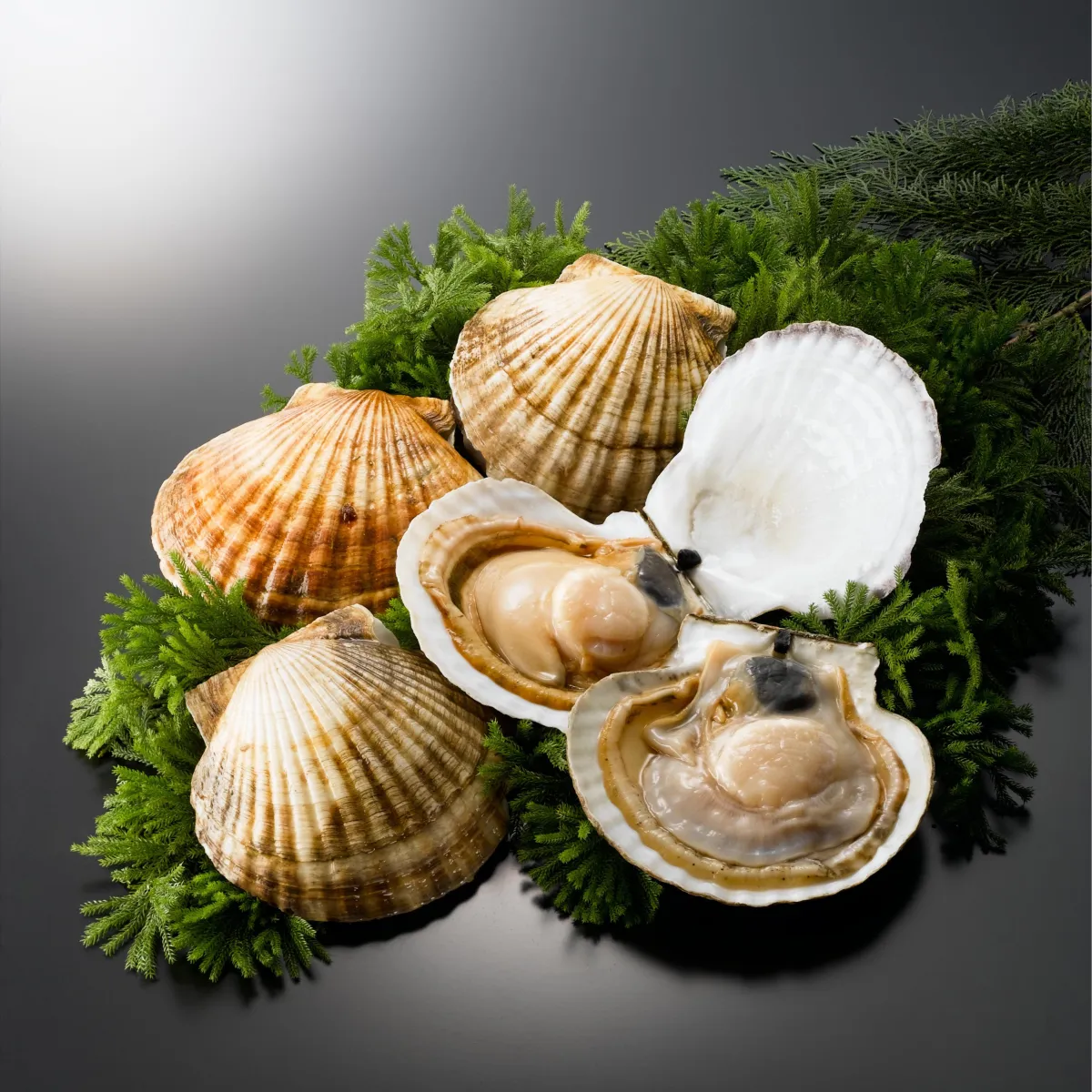 Scallop (Patinopecten yessoensis)