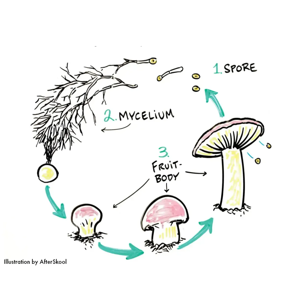 New Research Suggests Lion’s Mane Mushroom Mycelium Supports a ‘Smarter’ Immune Response Compared to Fruiting Body-Only Extracts*