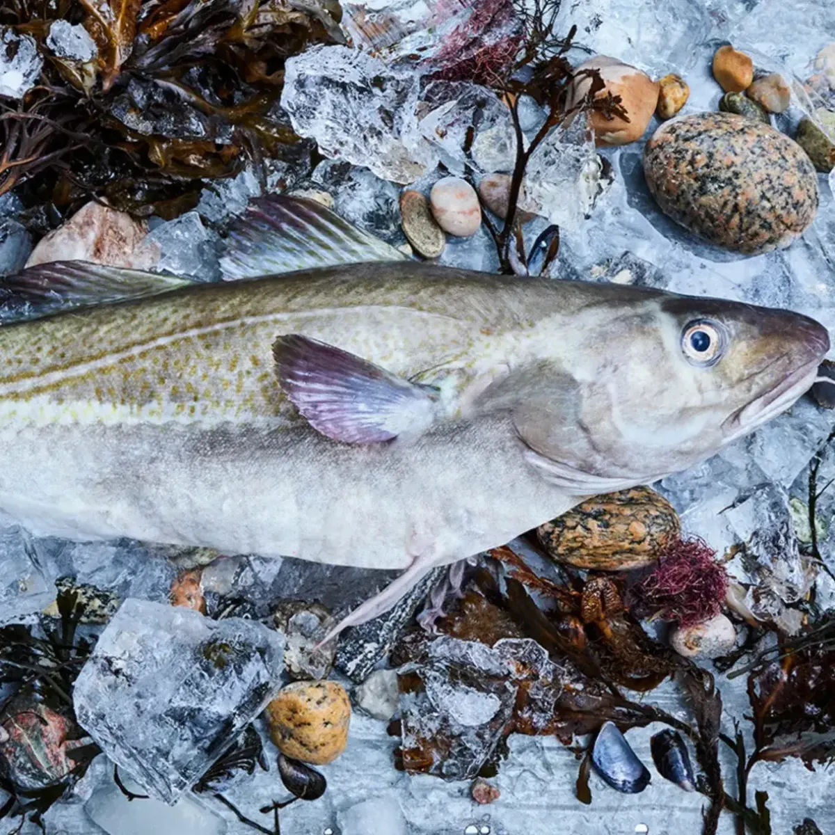 Atlantic Cod - Gadus Morhua