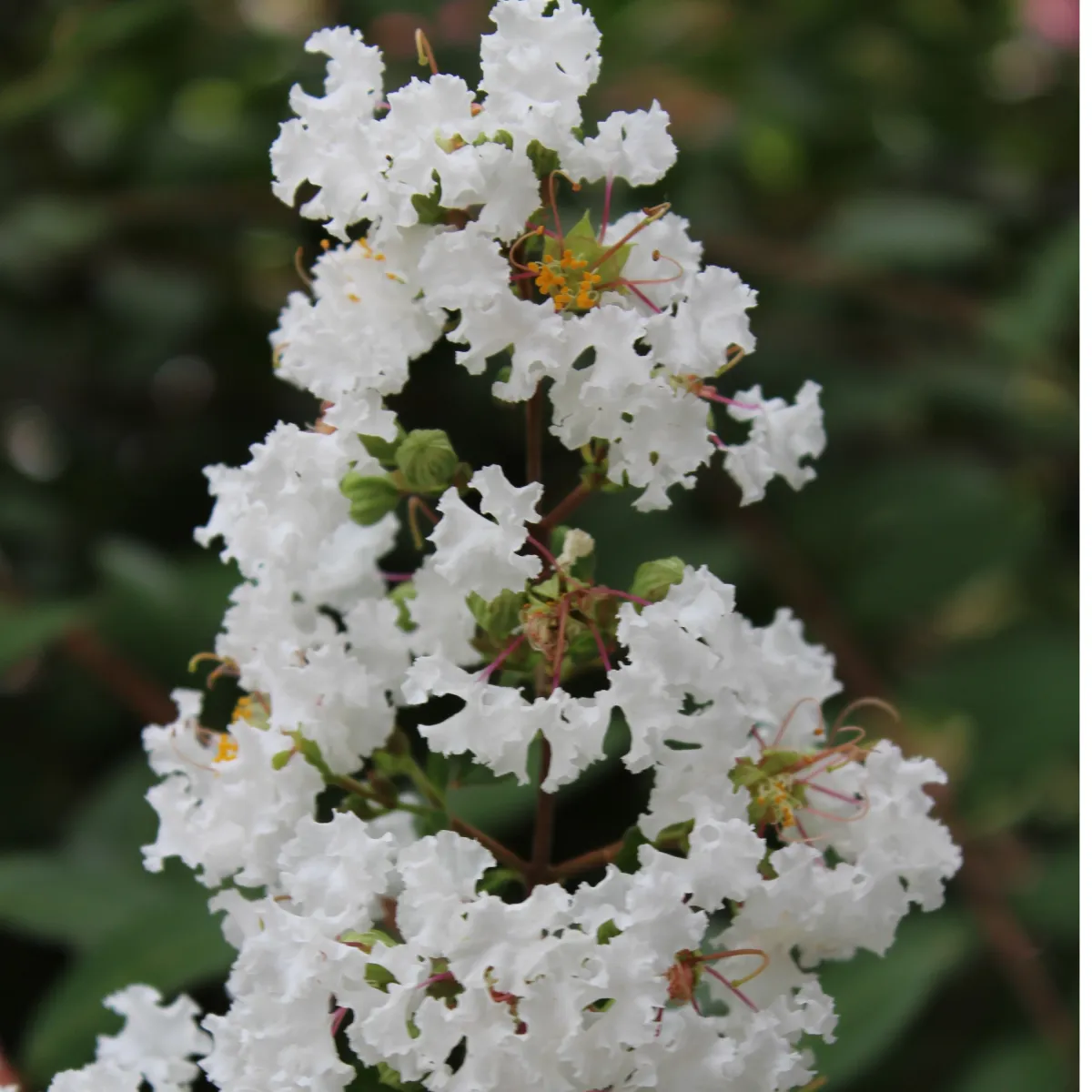 LAGERSTROEMIA PAPILLONS BLANCS®