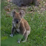 North Stradbroke Island Tour | by Stradbroke Island Tours