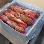 Whole Raw Netted Lobster