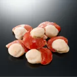 Scallop (Patinopecten yessoensis)