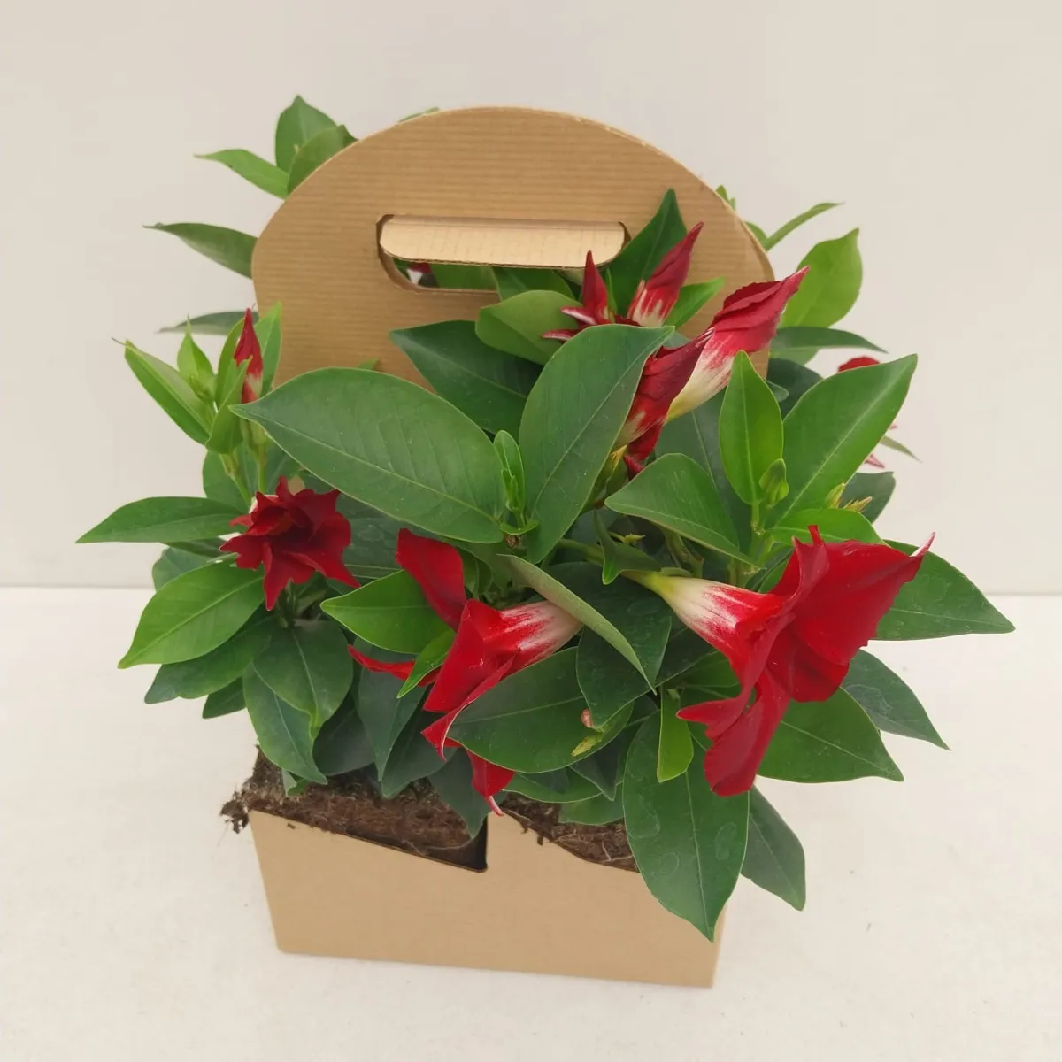 DIAMANTINA PACK de 4 Zéro Déchets