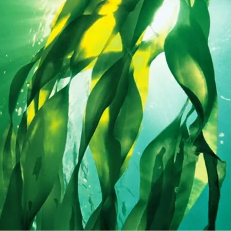 ALGALFULLIFE Algal Oil Lipid Solutions for Health